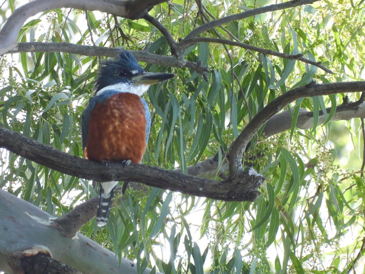 Ringed Kingfisher - ML622203842