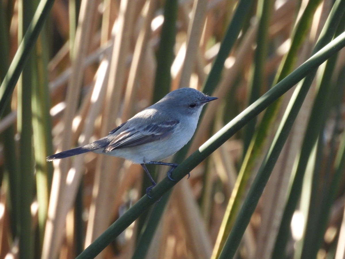 Sooty Tyrannulet - ML622203847