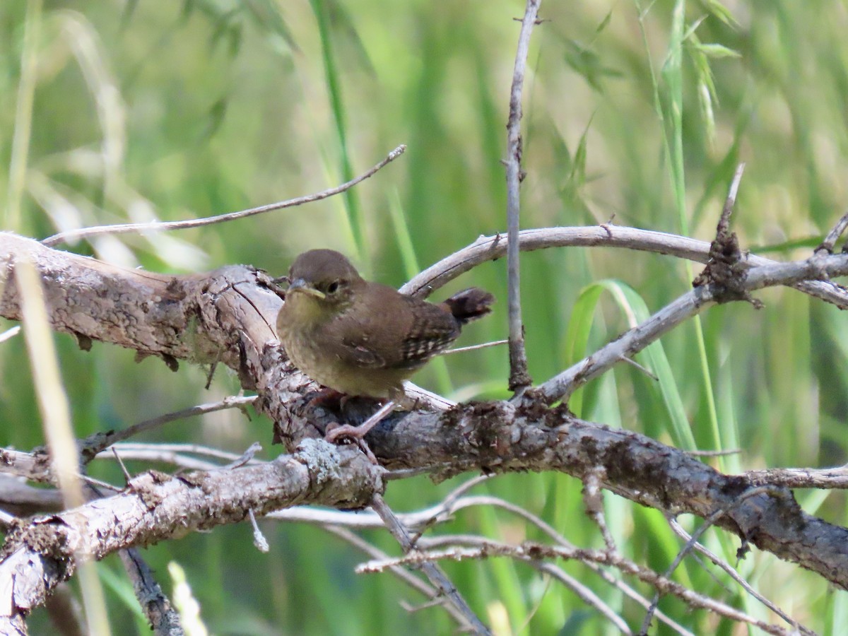 Northern House Wren - ML622203864