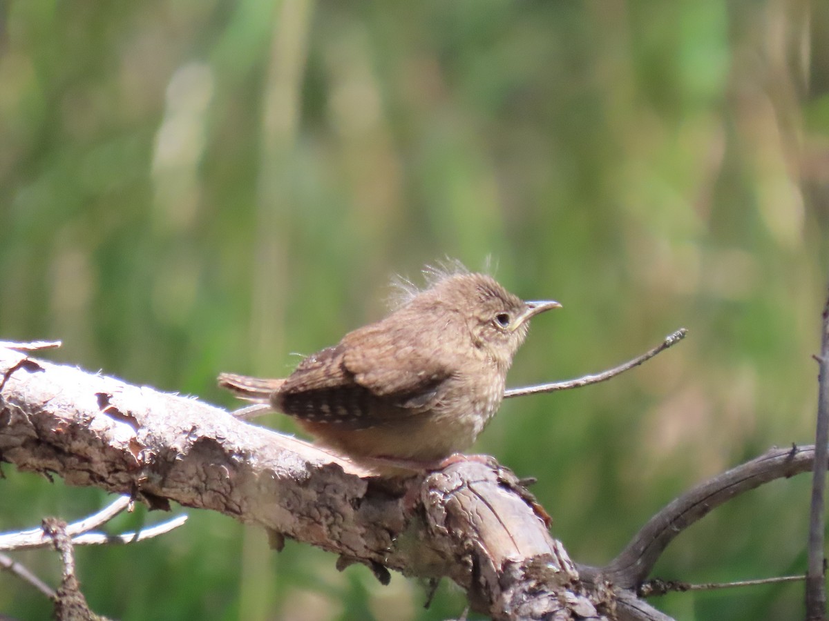 Northern House Wren - ML622203865