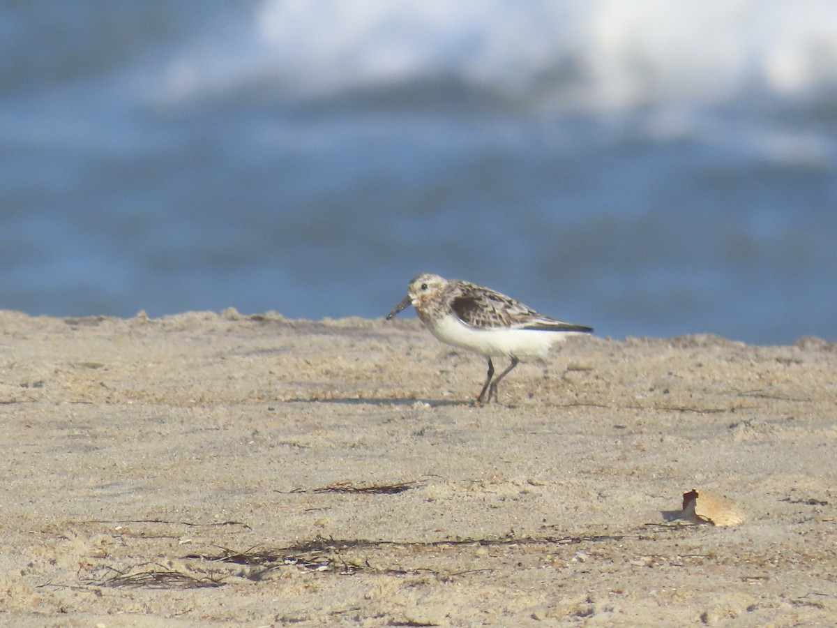 Bécasseau sanderling - ML622203999