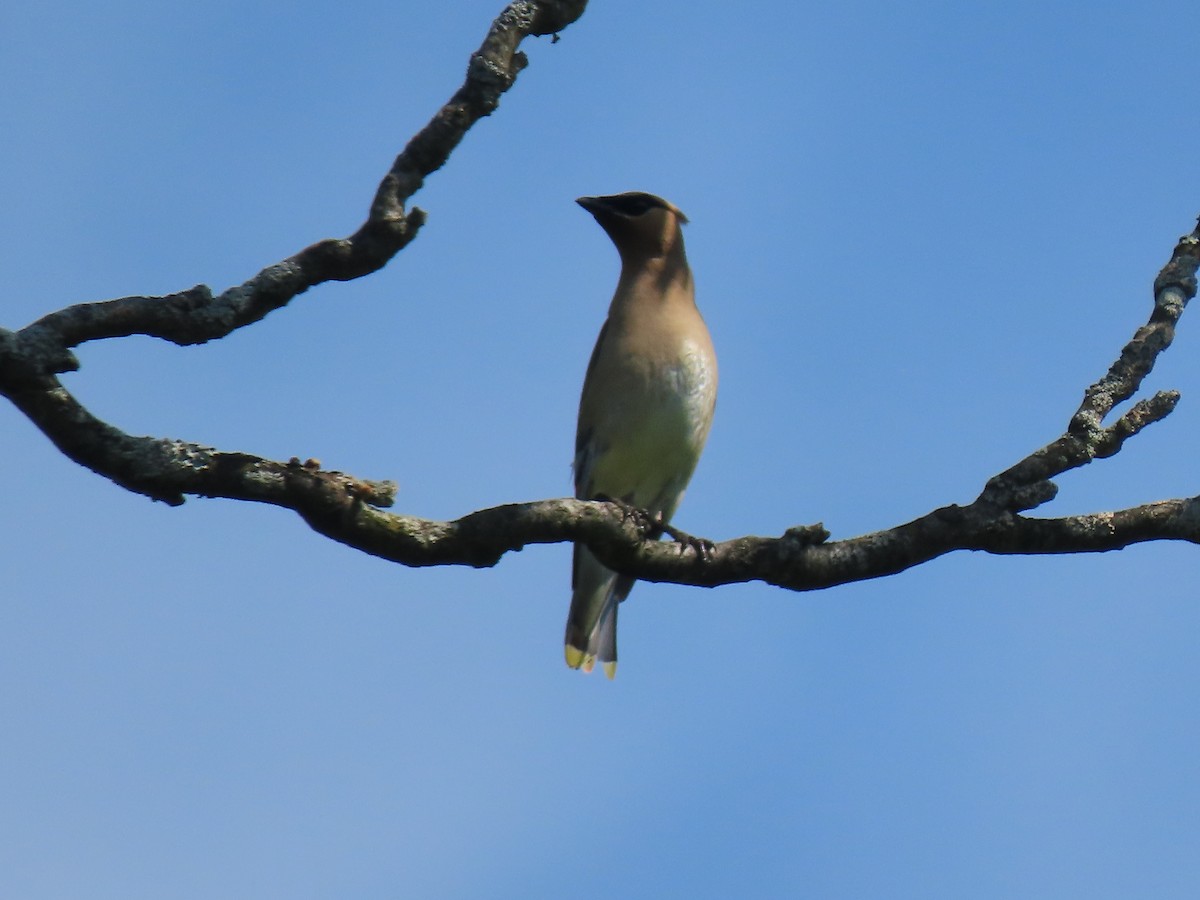 Cedar Waxwing - ML622204157
