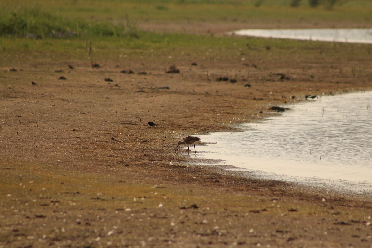 Long-billed Curlew - Aidan Kingsbury