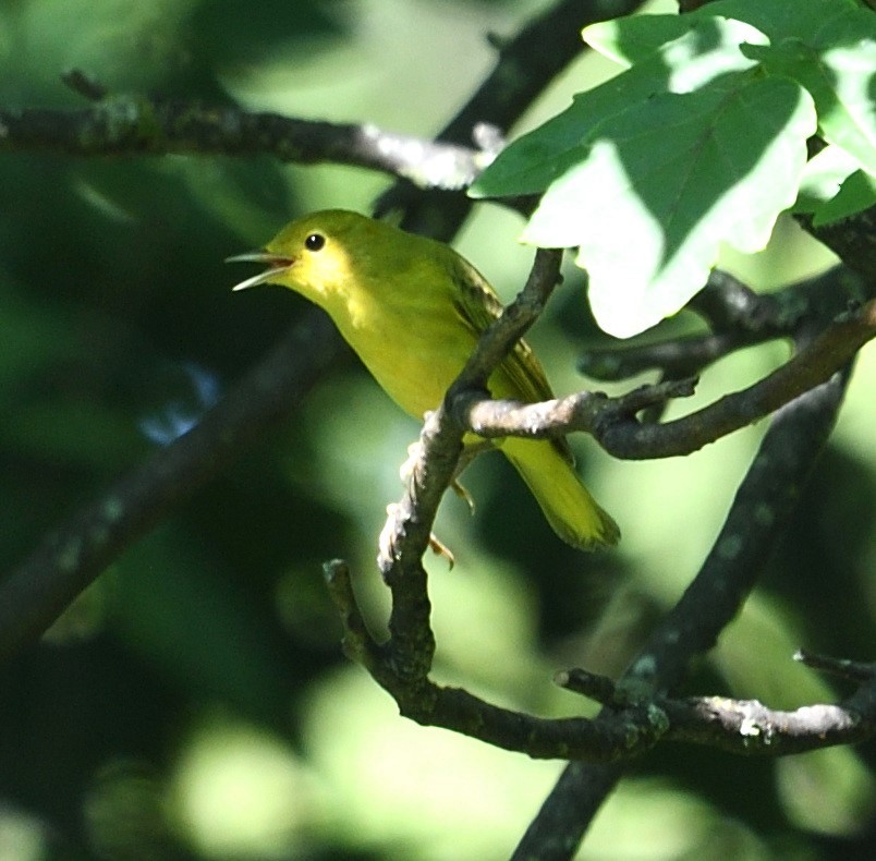 Yellow Warbler (Northern) - ML622204233