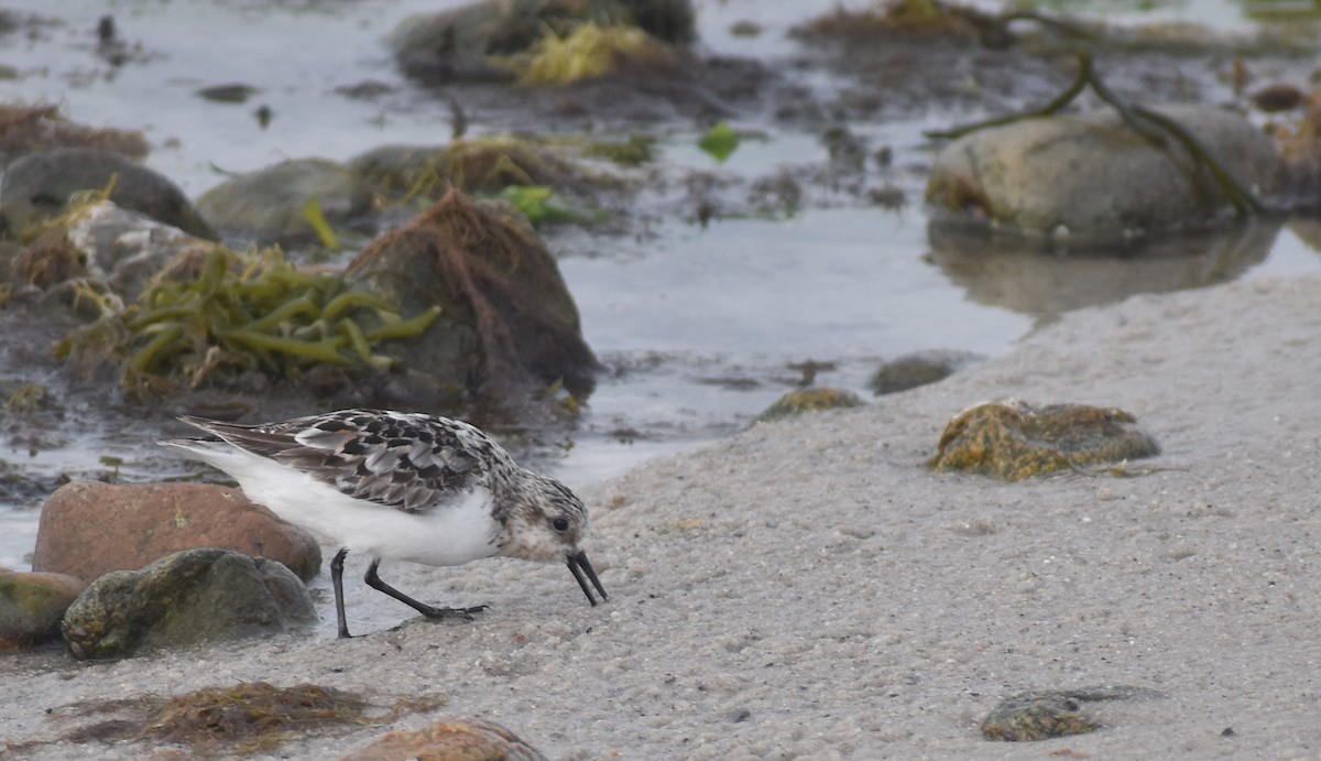 Bécasseau sanderling - ML622204235