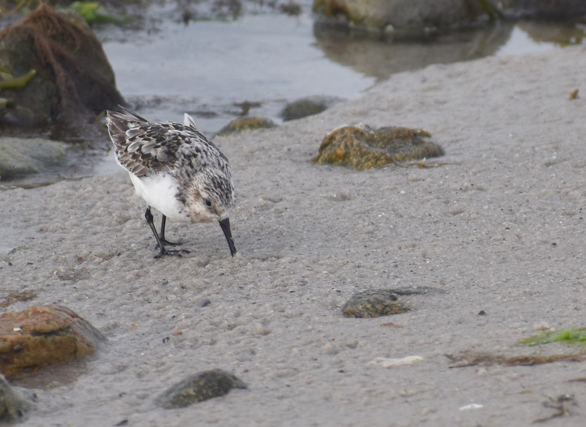 Bécasseau sanderling - ML622204247