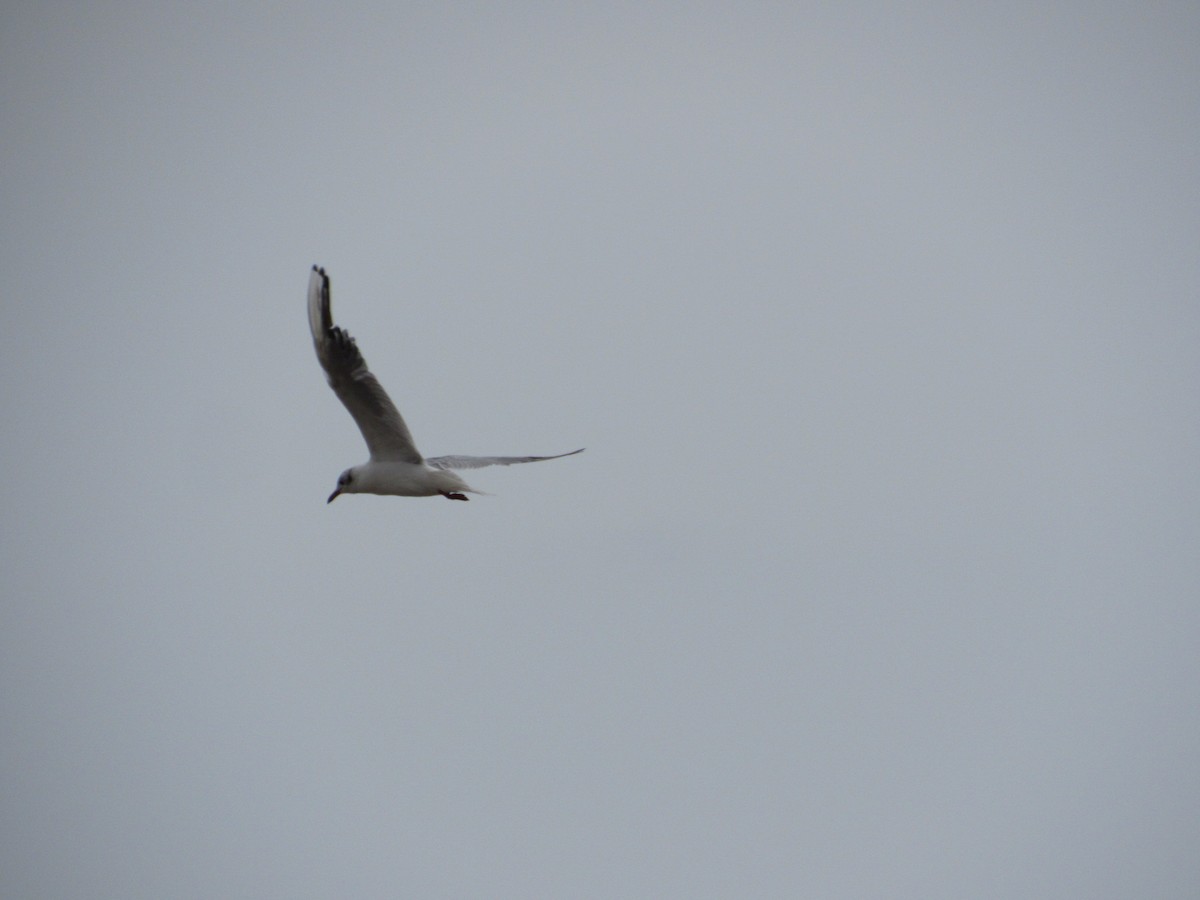 Gaviota Reidora - ML622204257