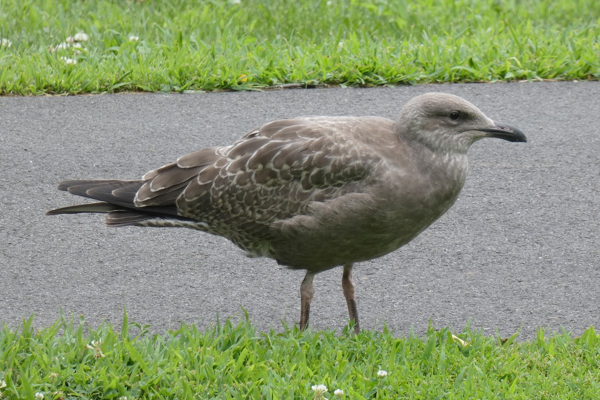 gråmåke (smithsonianus) (amerikagråmåke) - ML622204259