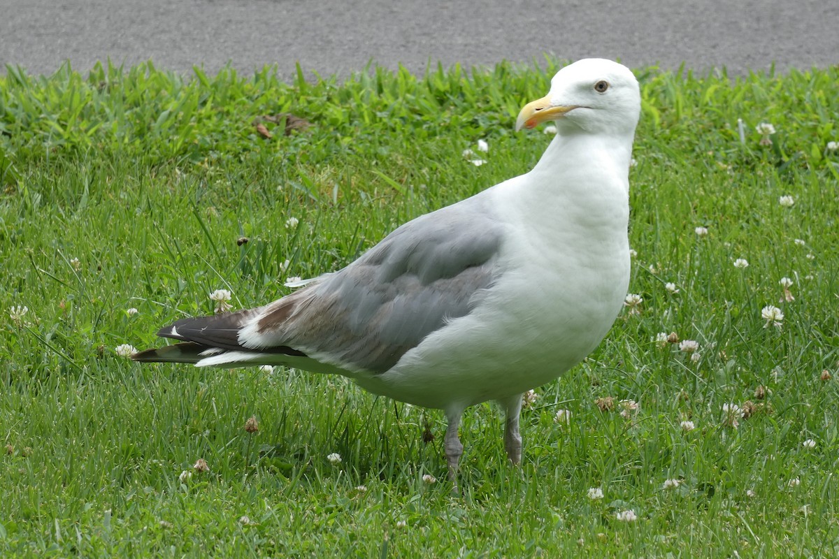 gråmåke (smithsonianus) (amerikagråmåke) - ML622204260