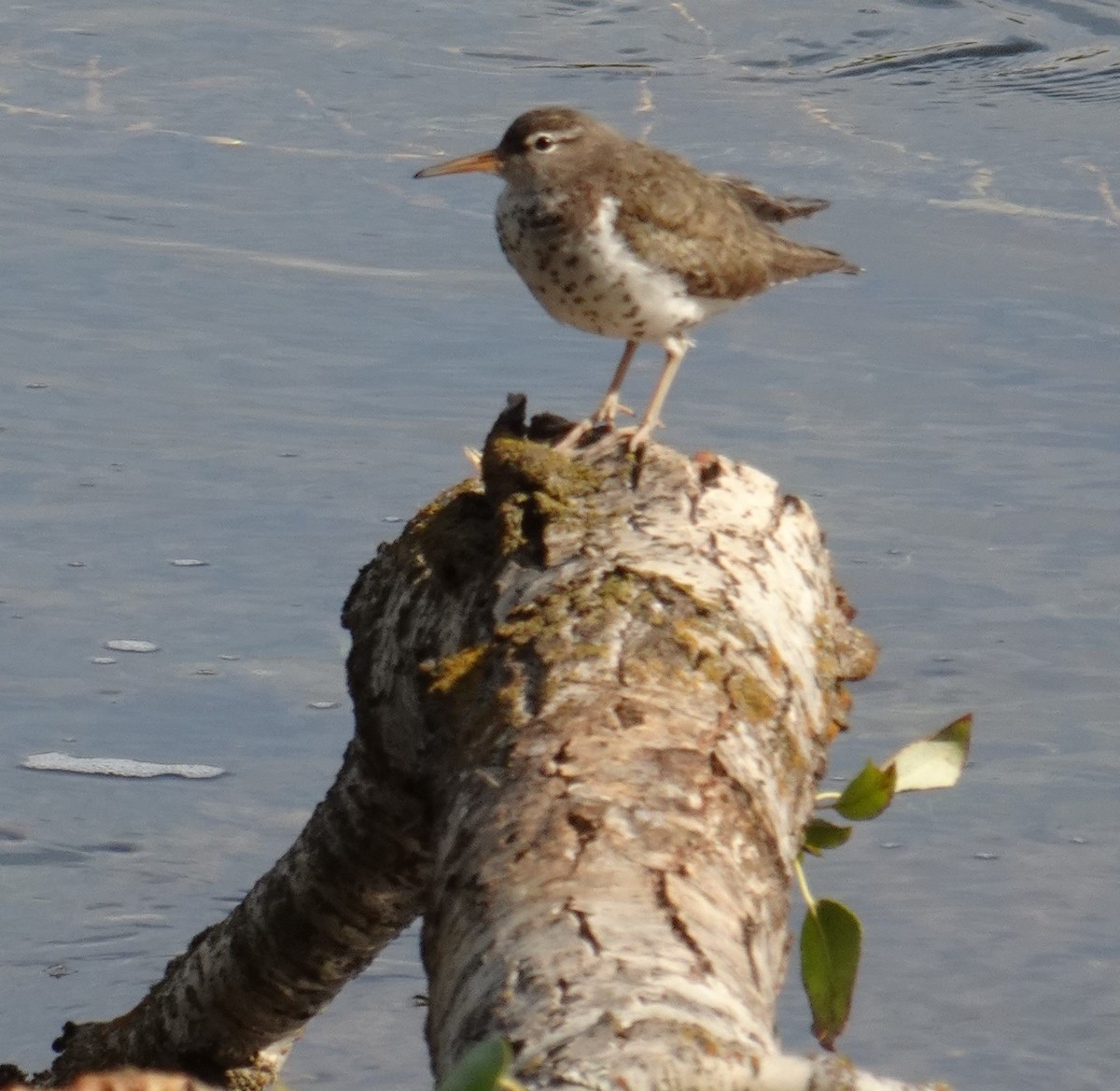 Spotted Sandpiper - ML622204297