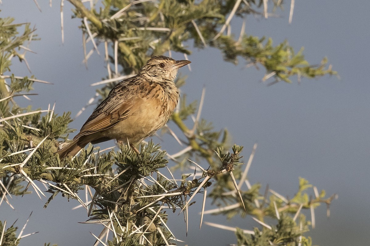 Red-winged Lark - ML622204308