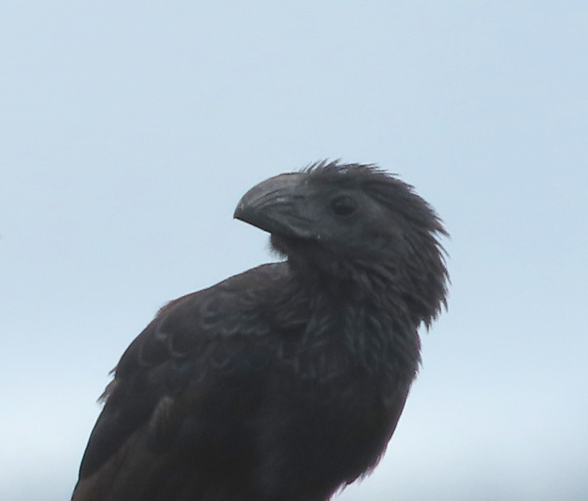 Groove-billed Ani - Alfredo Correa