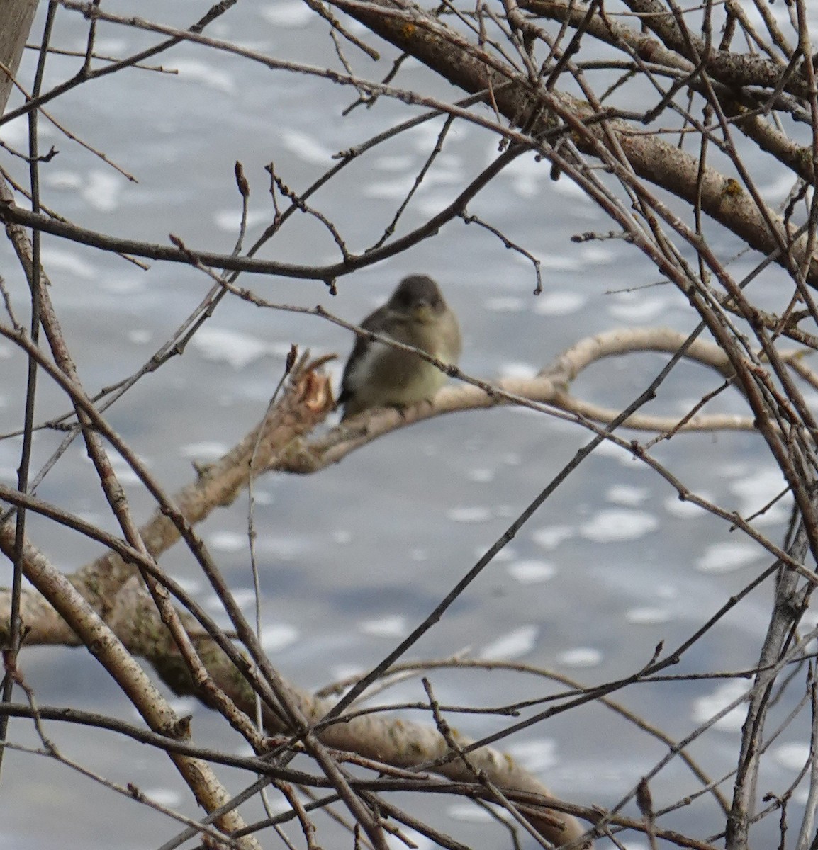 Western Wood-Pewee - ML622204327