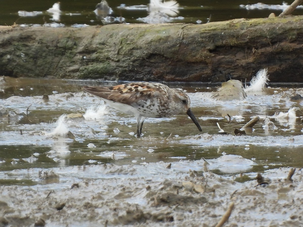 Western Sandpiper - ML622204393