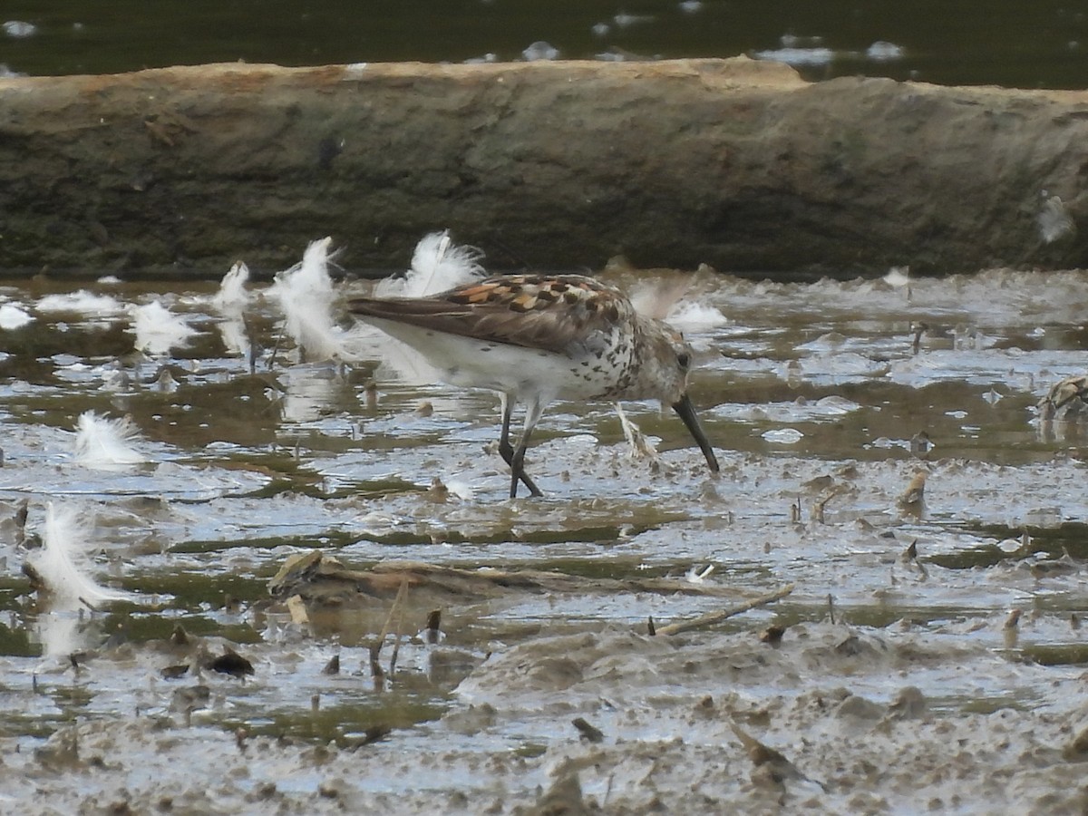 Western Sandpiper - ML622204397