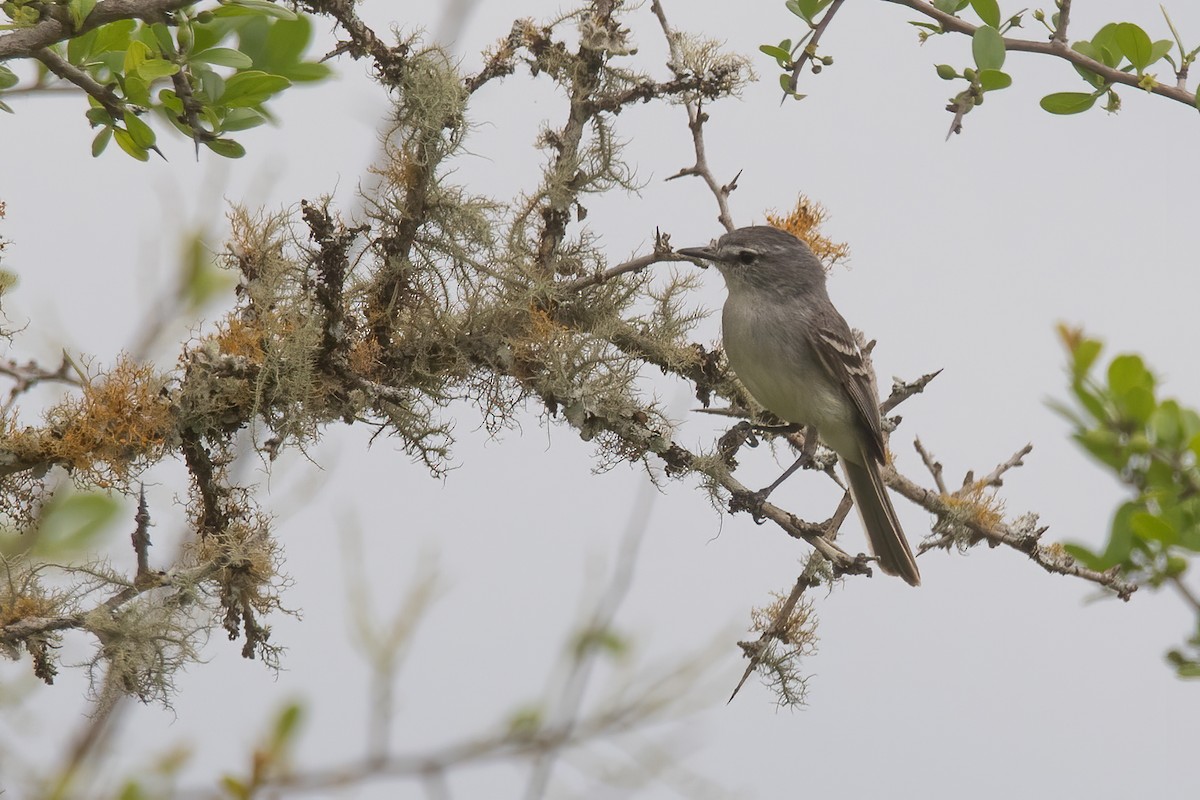 Plain Tyrannulet - ML622204420