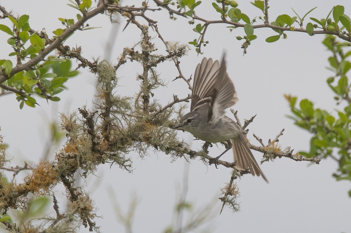 Plain Tyrannulet - ML622204421