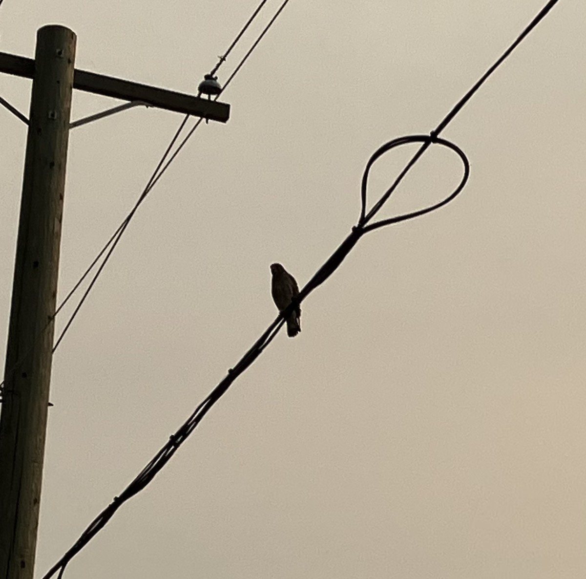 Broad-winged Hawk - ML622204452