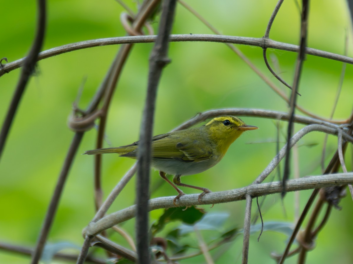 Yellow-vented Warbler - ML622204472