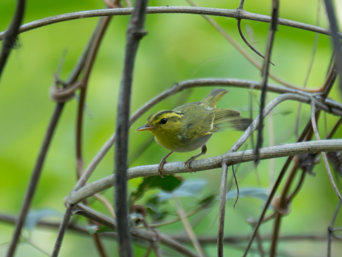 Yellow-vented Warbler - ML622204473