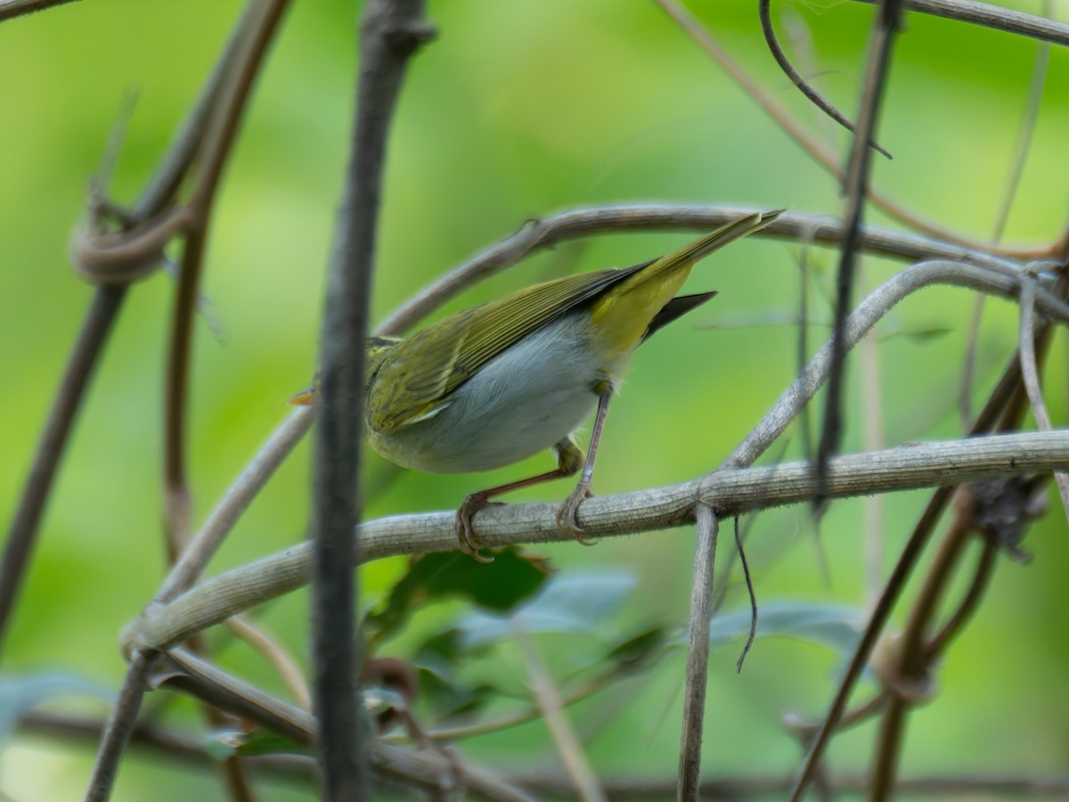 Yellow-vented Warbler - ML622204474