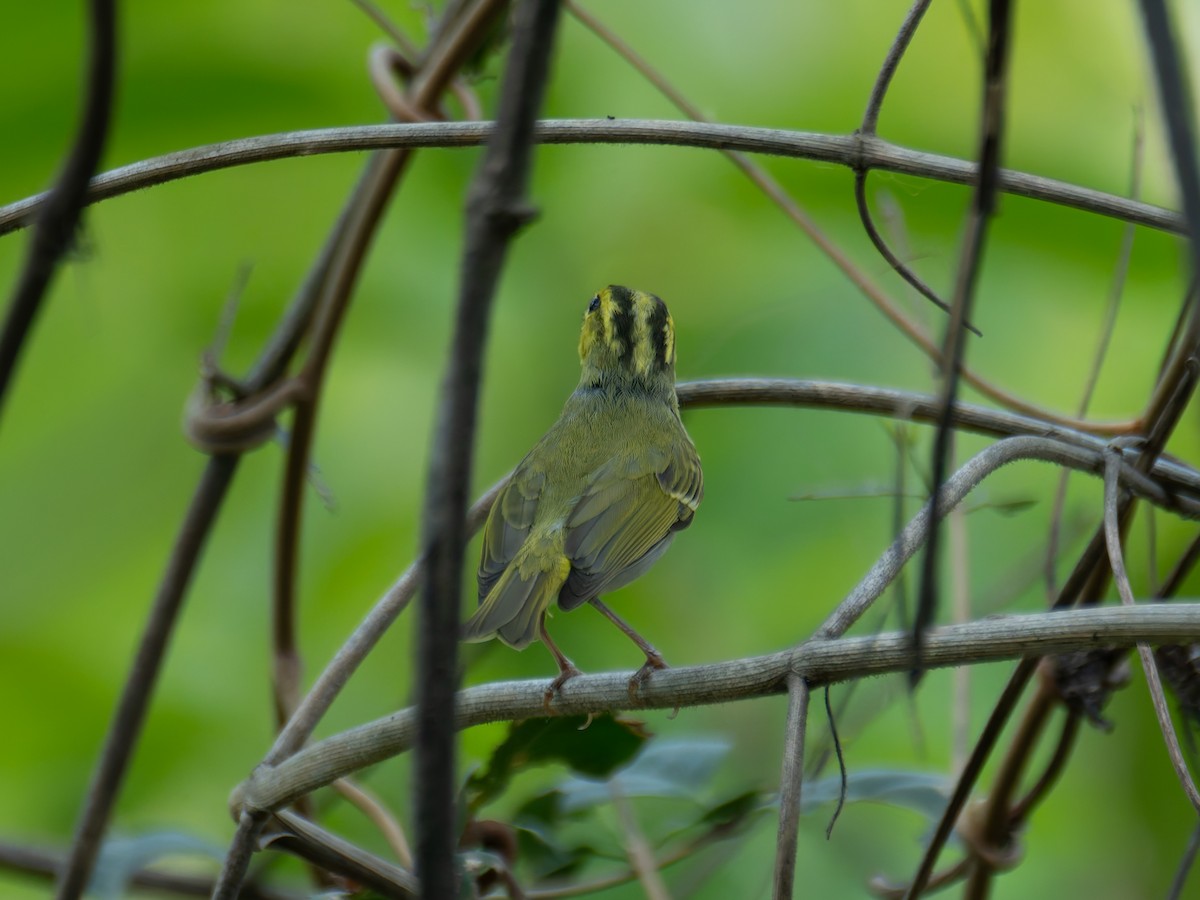 Yellow-vented Warbler - ML622204475