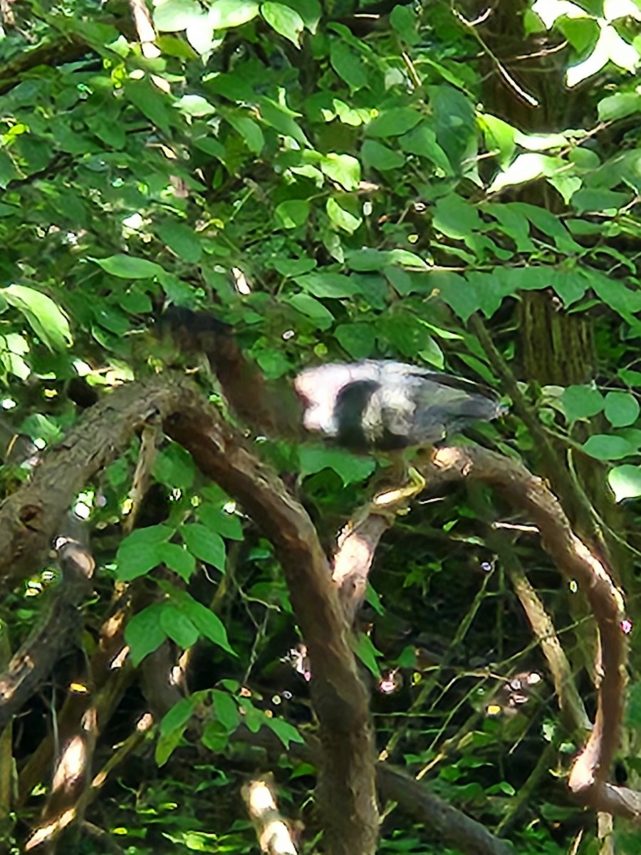 Green Heron - ML622204489