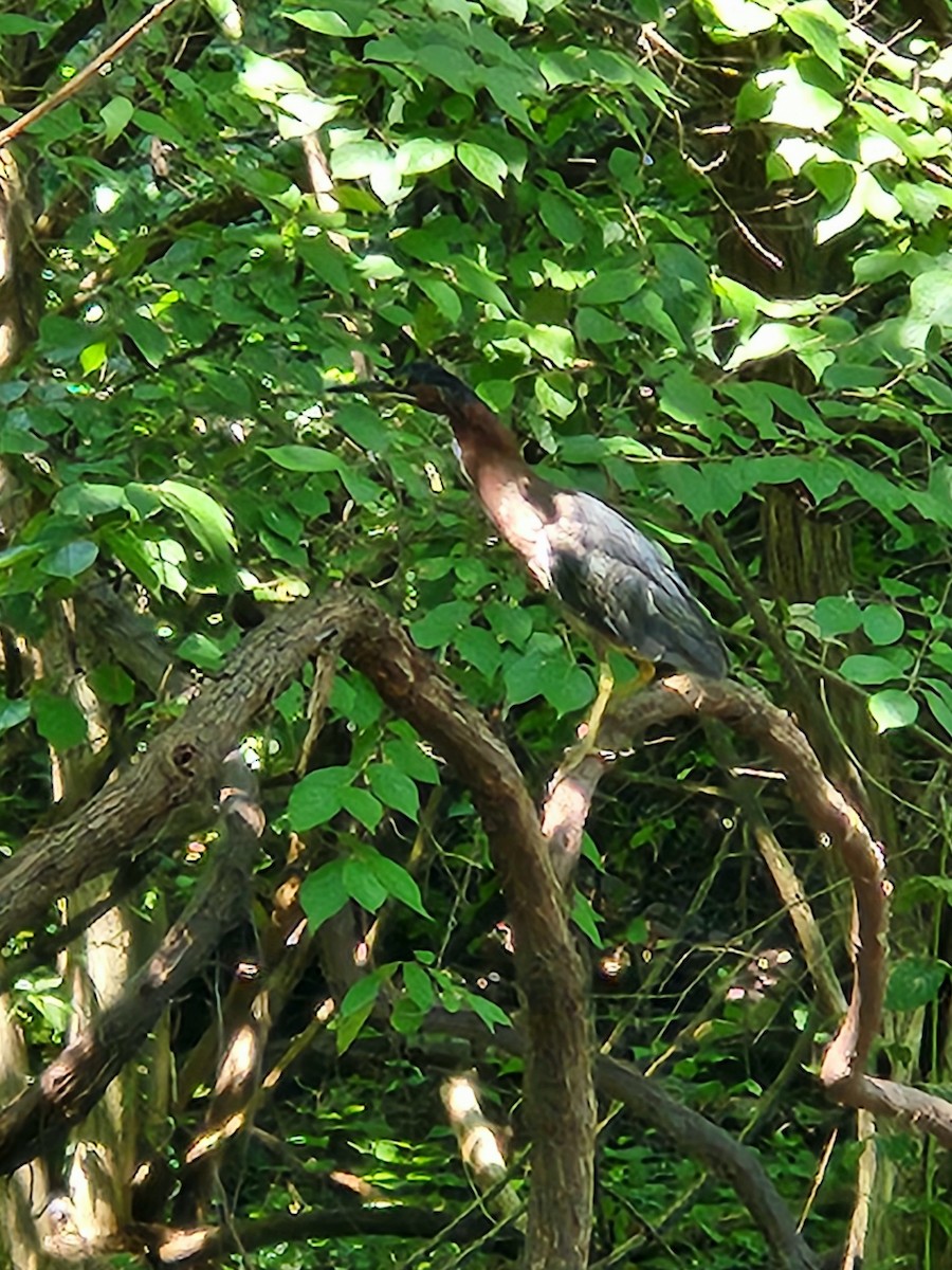 Green Heron - Jarod Hitchings