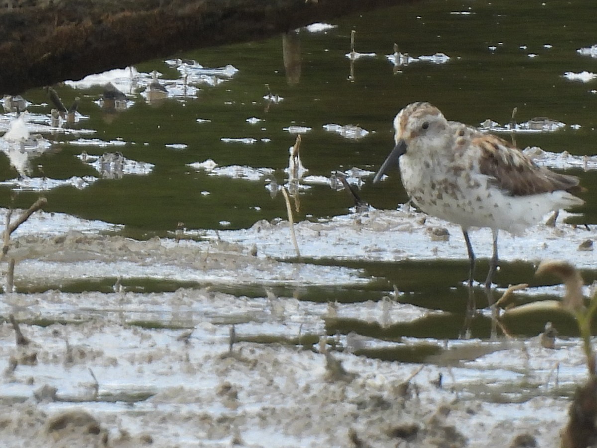 Western Sandpiper - ML622204500