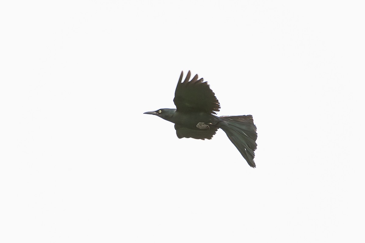 Nicaraguan Grackle - ML622204607