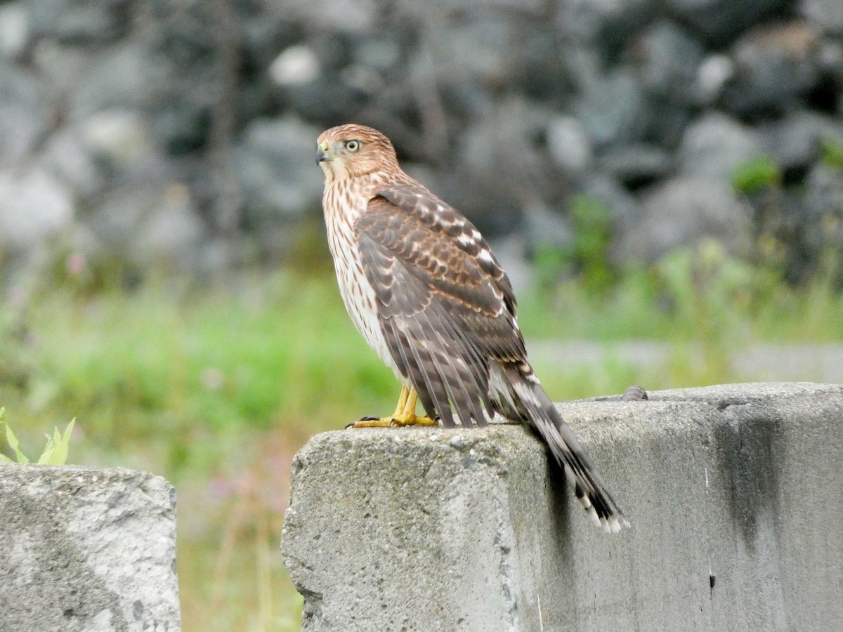 Cooper's Hawk - ML622204622