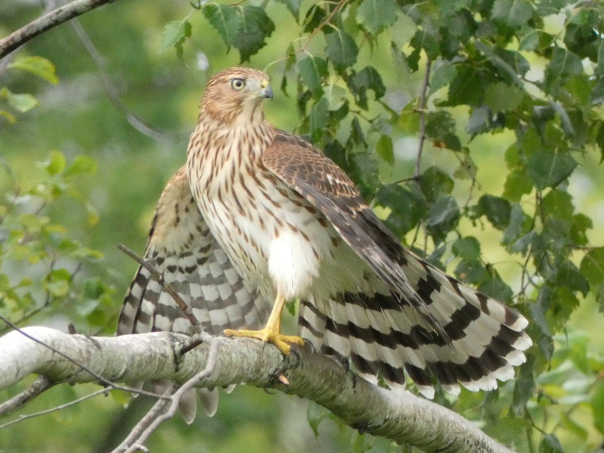Cooper's Hawk - ML622204630