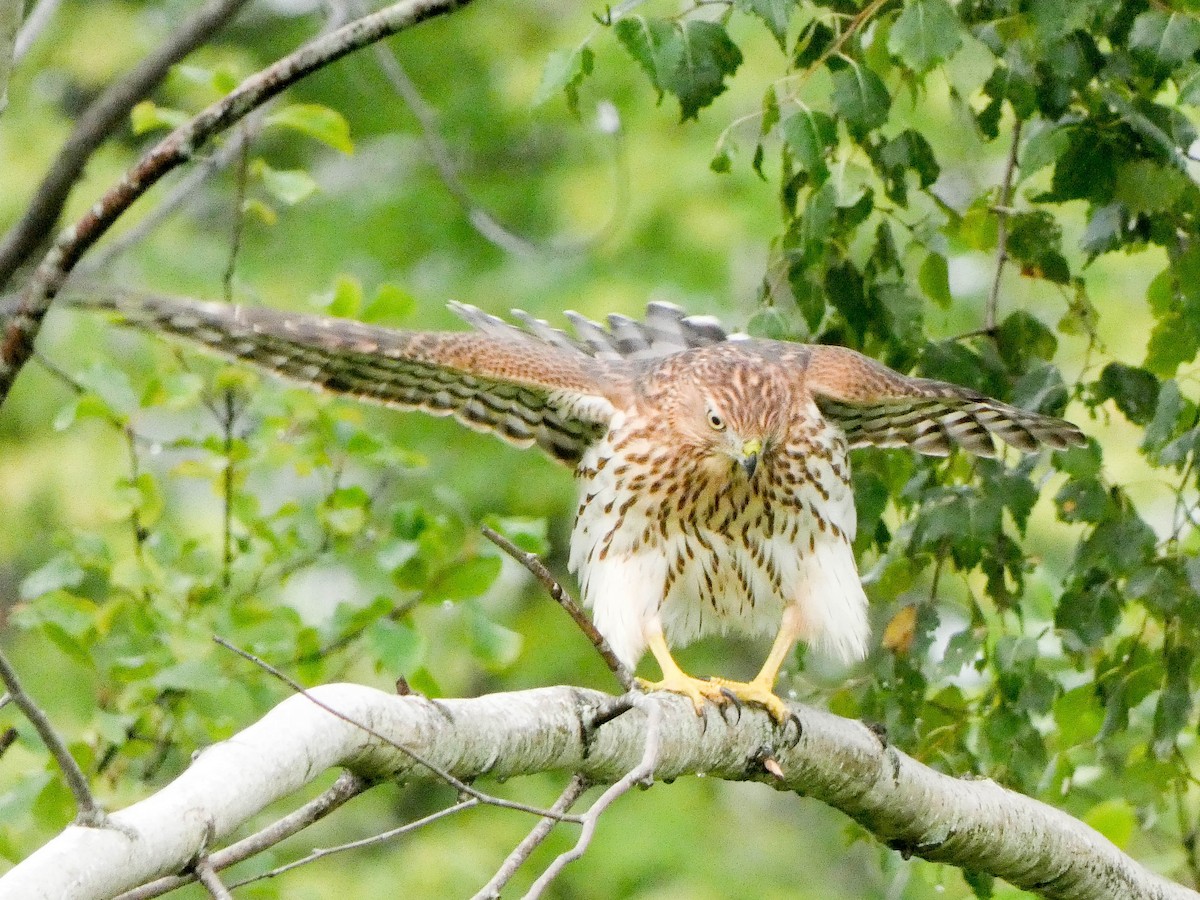 Cooper's Hawk - ML622204660
