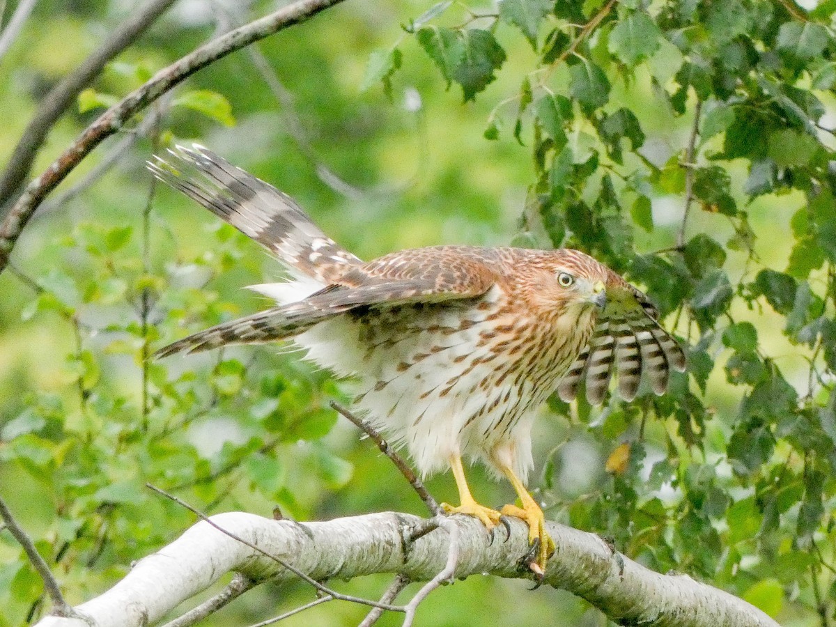 Cooper's Hawk - ML622204662