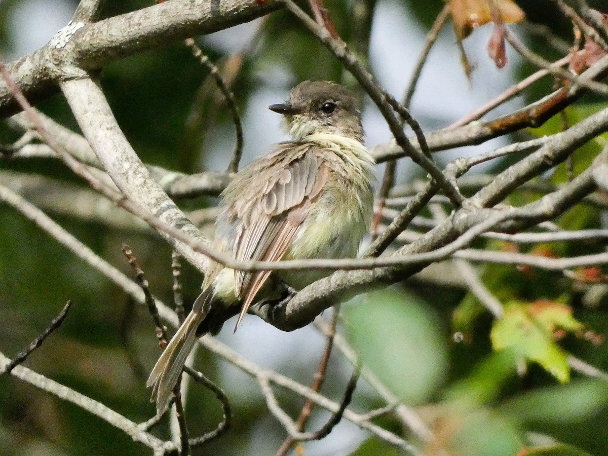Eastern Phoebe - ML622204691