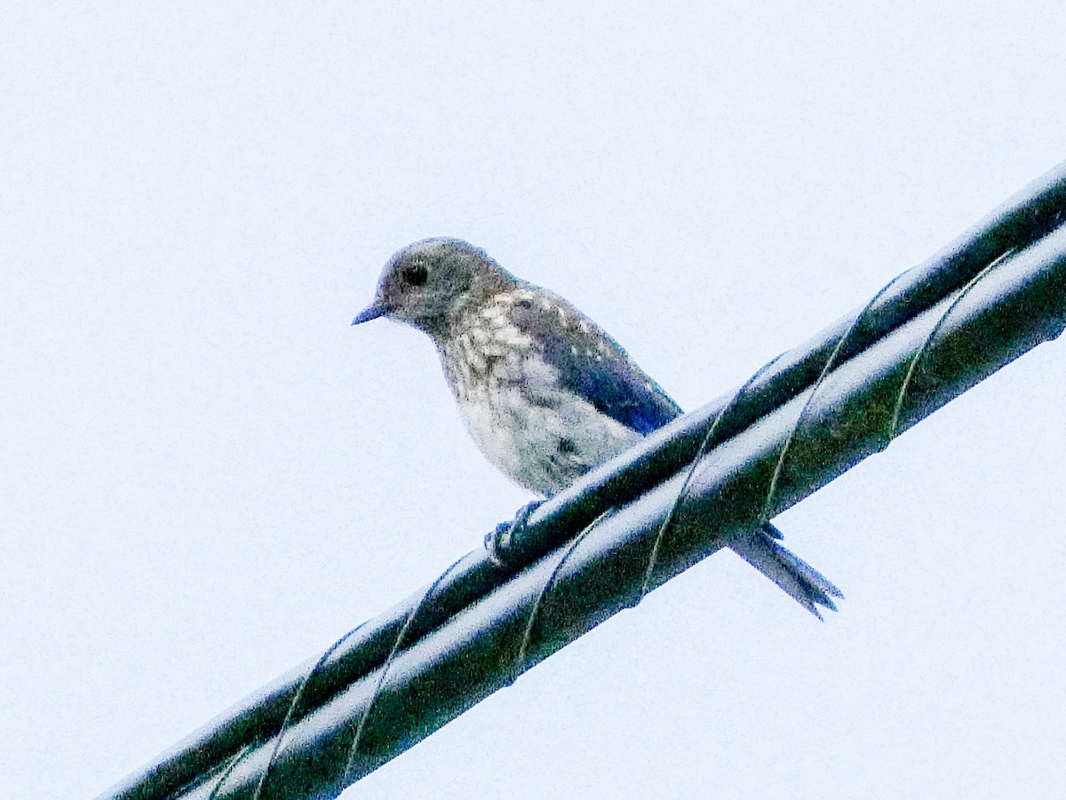 Eastern Bluebird - ML622204725