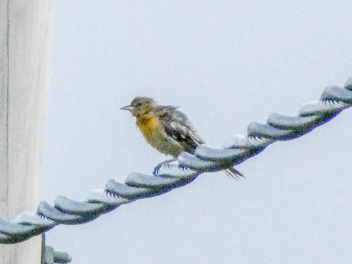 Baltimore Oriole - ML622204736