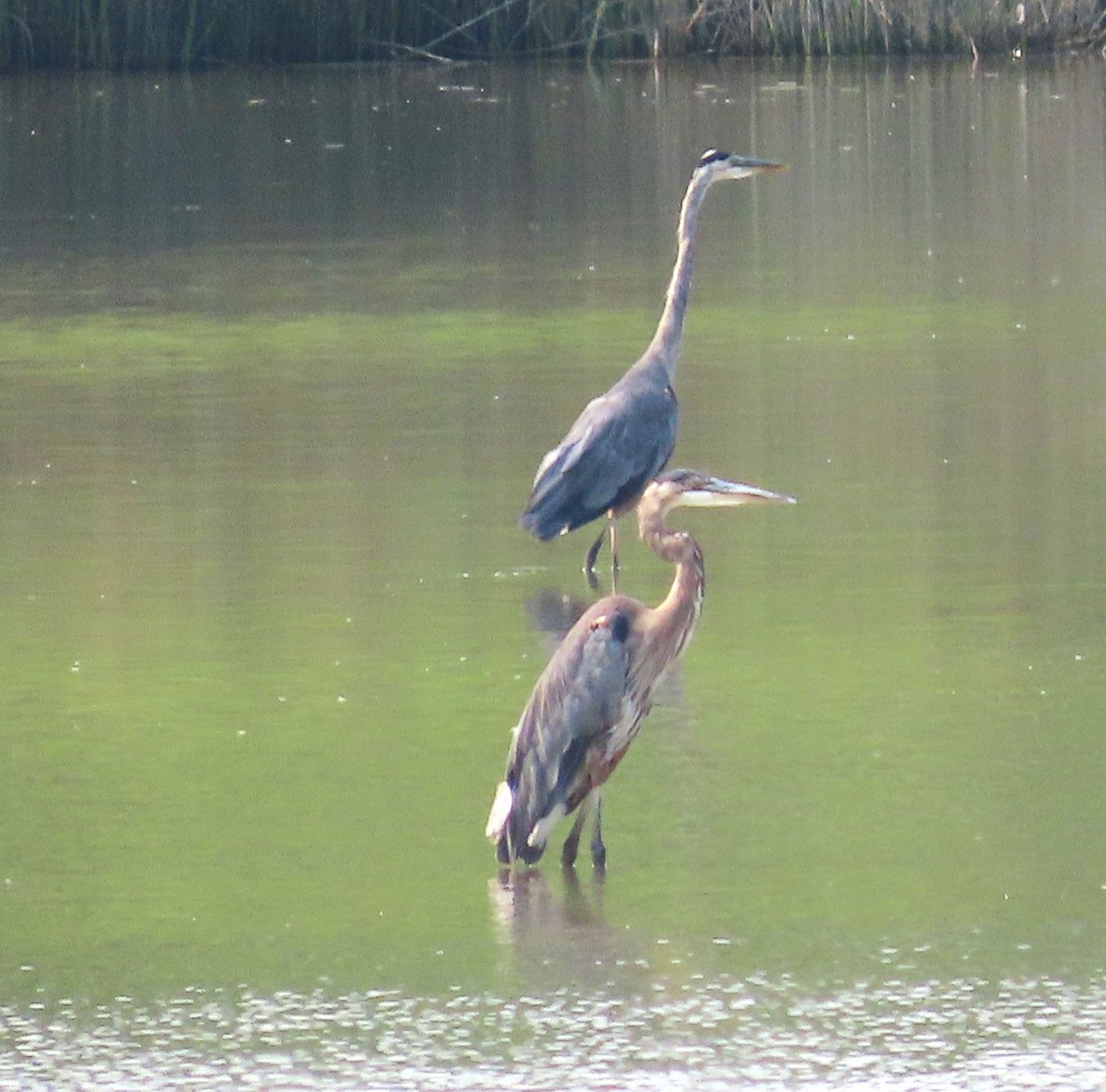 Great Blue Heron - ML622204752