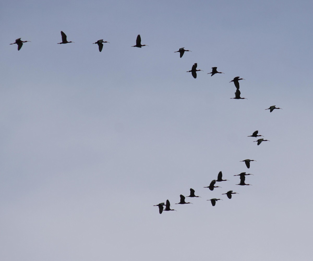 White-faced Ibis - Larry Bennett