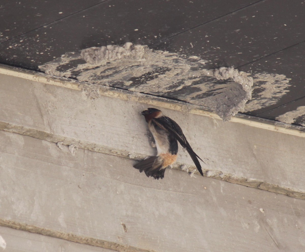 Cliff Swallow - ML622204771