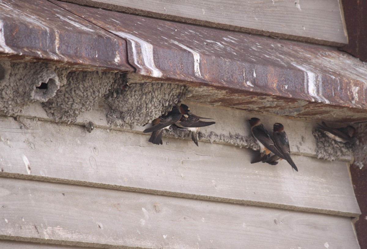 Cliff Swallow - ML622204773