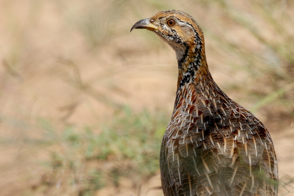 Orange River Francolin - ML622204824