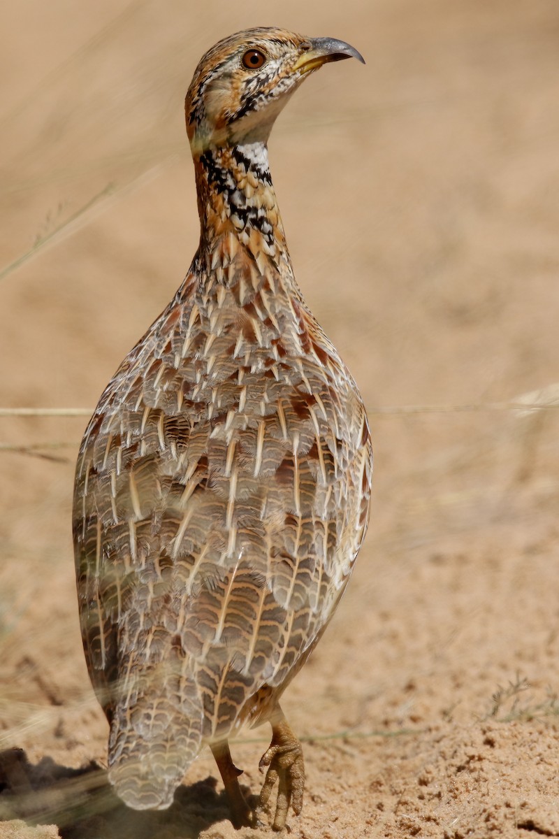 Orange River Francolin - ML622204825