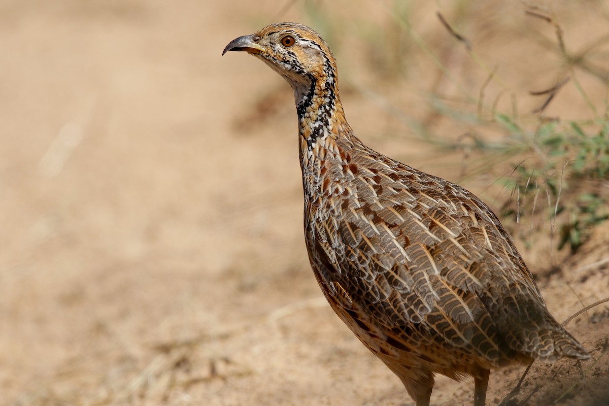 Orange River Francolin - ML622204826