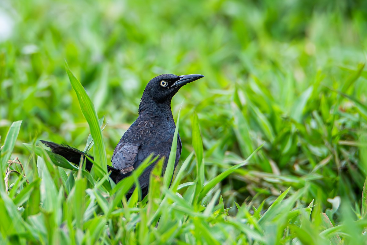 Nicaraguan Grackle - ML622204904