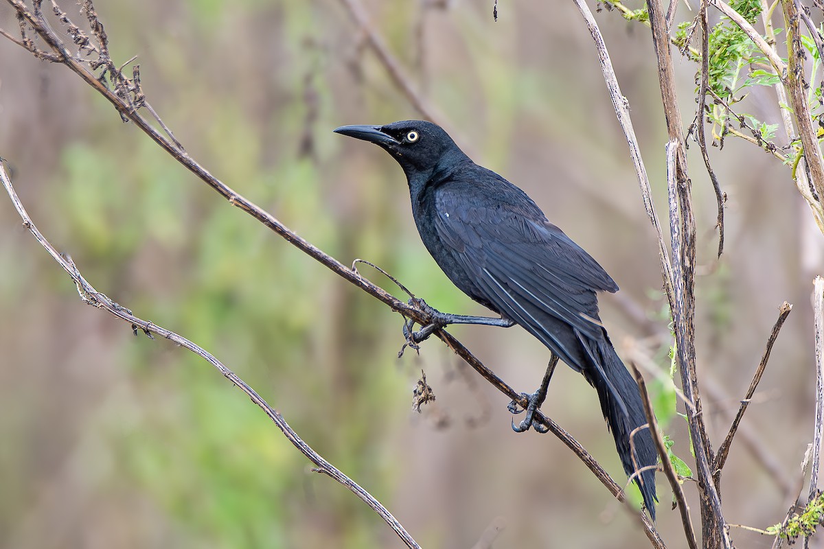 Nicaraguan Grackle - ML622204921