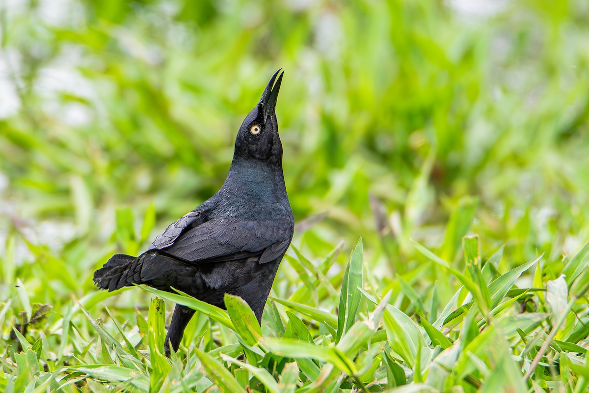 Nicaraguan Grackle - ML622204922