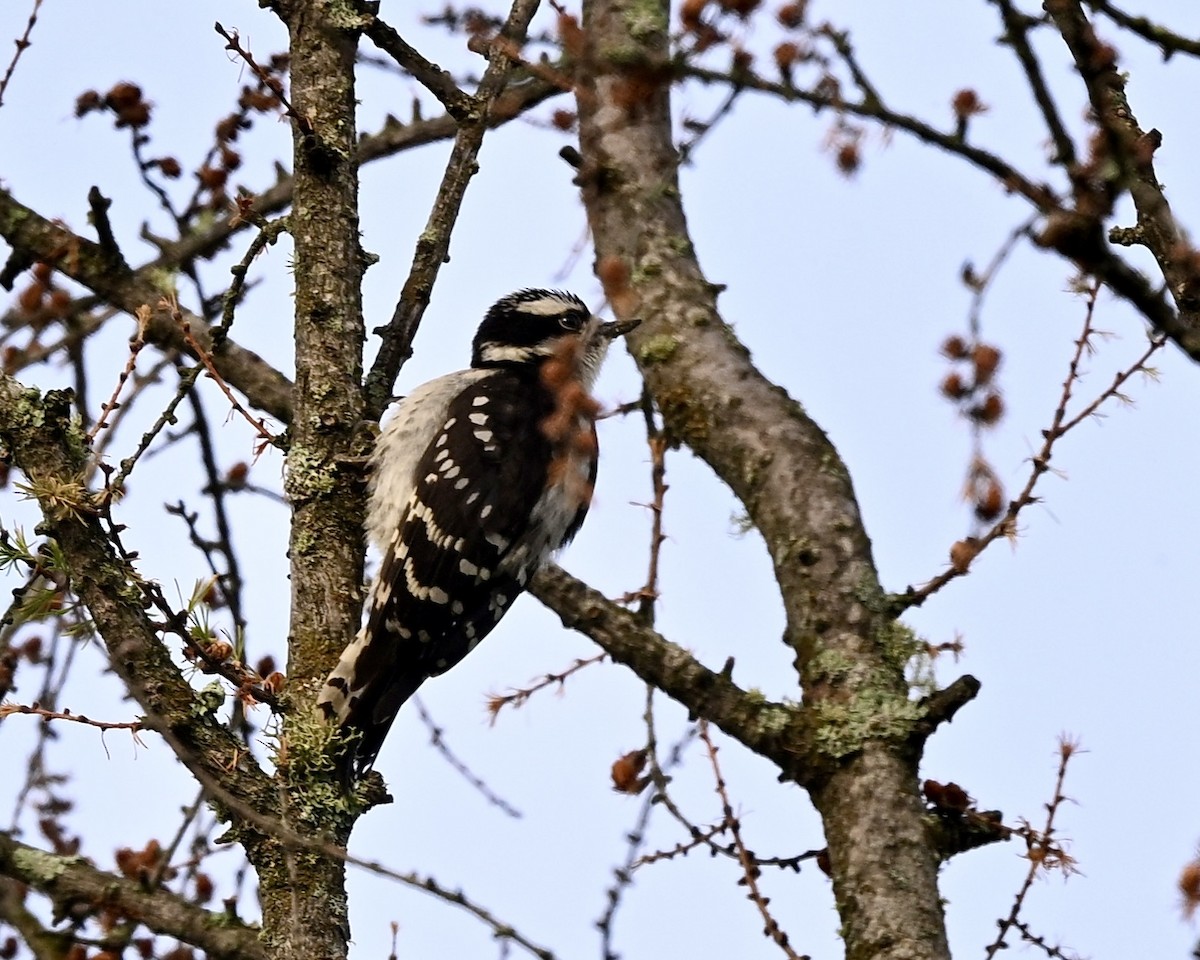 Downy Woodpecker - ML622205110