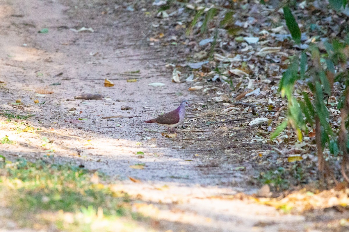 Violaceous Quail-Dove - ML622205125