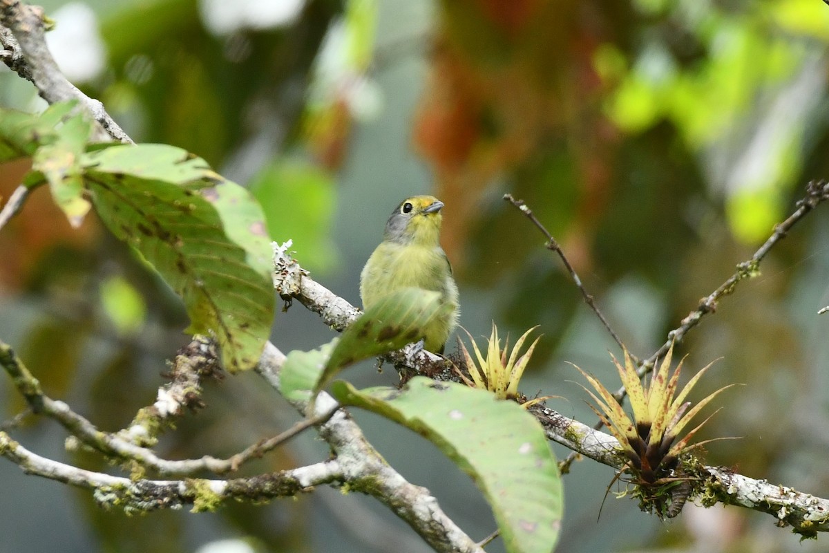 Wing-barred Piprites - Carlos Proaño